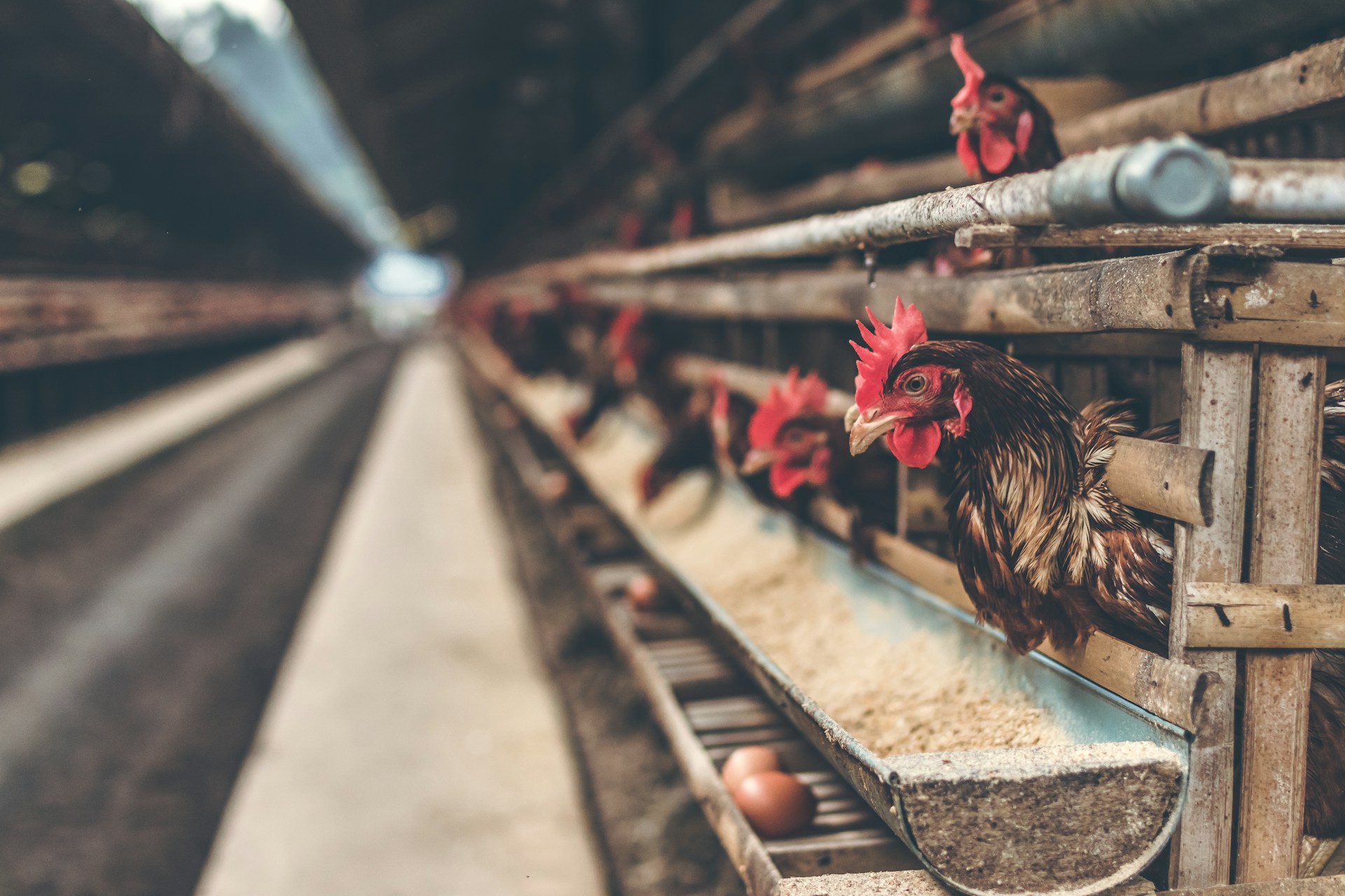 Hand-Slaughtered Halal Process